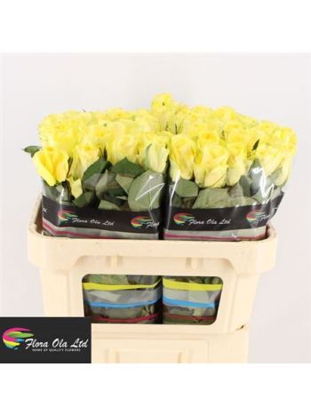 R GR MINION ROSE 70CM