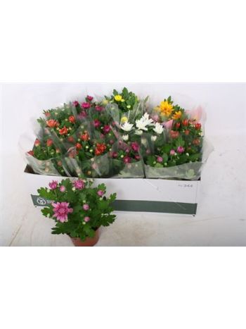 CHRYS GEM *12 DOBOZOS