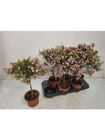 CHAMEL U WAX TÖRZSES