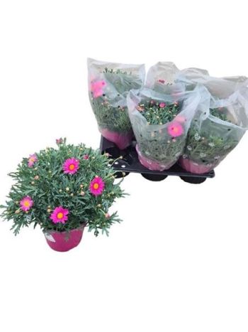 MARGARÉTA BOKOR PINK