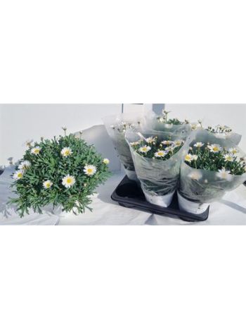 MARGARÉTA BOKOR FEHÉR