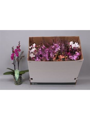 PHAL MF 2 ÁG GEM DOBOZOS