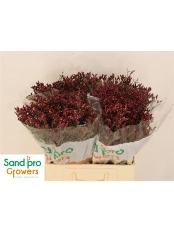 LIM SIN SCAR DIAMOND 60CM