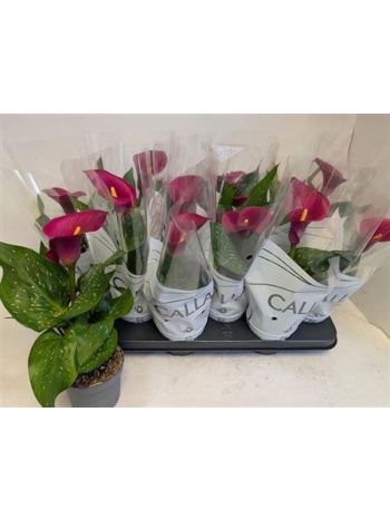 ZANT ROYAL VALENTINE