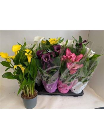 ZANT GEM SZÍNES CELÓS