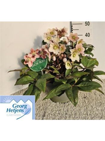 HELL ER HGC PINK FRO