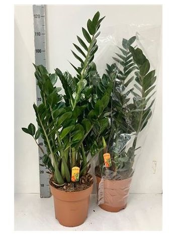 ZAMIOCULCAS ZAMIIFOL
