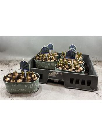 Ö. MUSC OVAL ZINK TÁL