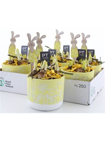 Ö. NARC SÁRGA KASPÓ NYÚL