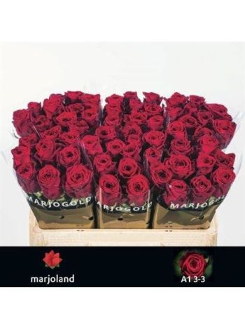 R GR5  R. RED NAOMI!