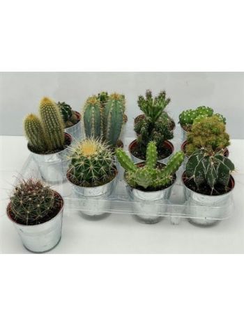 CACTUS GEM ZINK KASPÓS