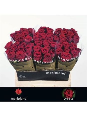 R GR RED NAOMI! 60CM