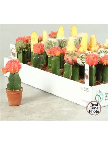 GYMNO OLTOTT KAKTUSZ