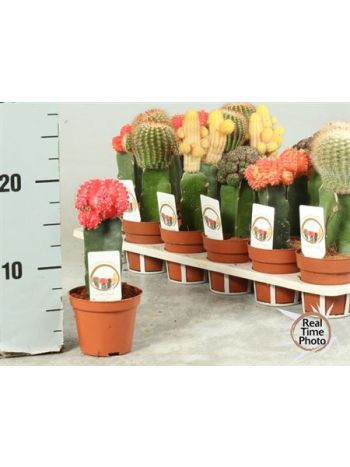 GYMNO OLTOTT KAKTUSZ