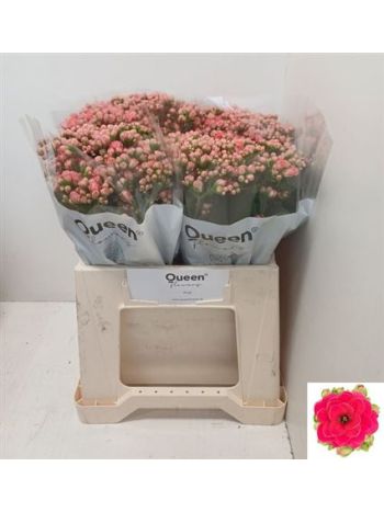 KAL SENS PINK MEADOW