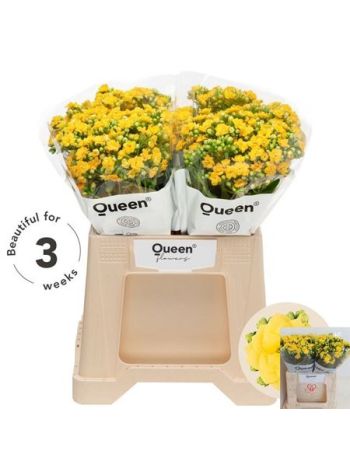 KAL BLAZI YEL MEADOW