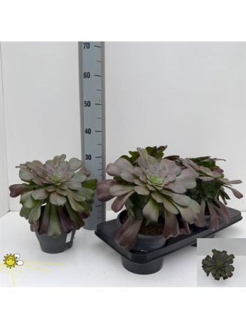AEONIUM AB VELOURS