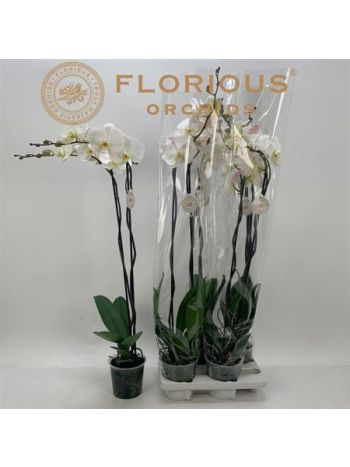 PHAL EXTRA 2 ÁG FEHÉR