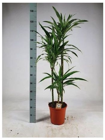 DRA DE WARNECKEI 3 TÖRZSES