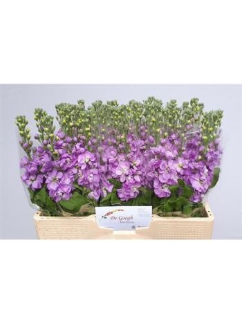 MATTH MATHILDA LAVEN