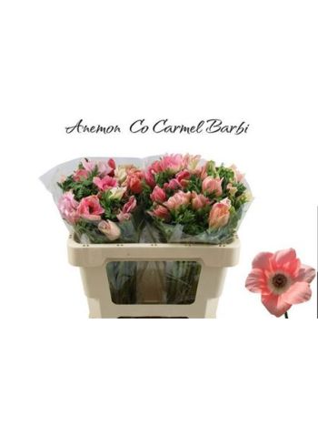 ANEM CO CARMEL BARBI