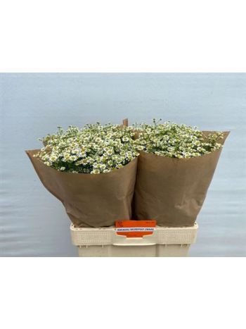 TANA PA SINGLE VEGMO