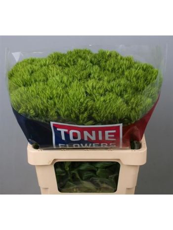 DI BARB GREEN WICKY 60CM