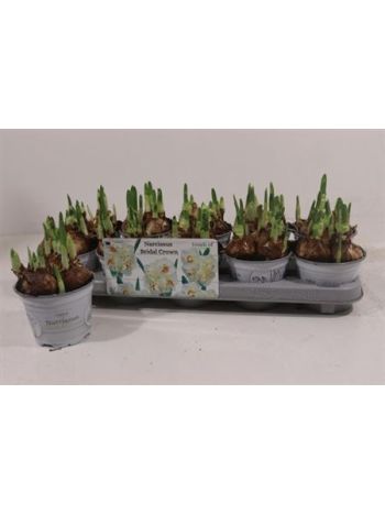 NARCIS D BRIDAL CROW