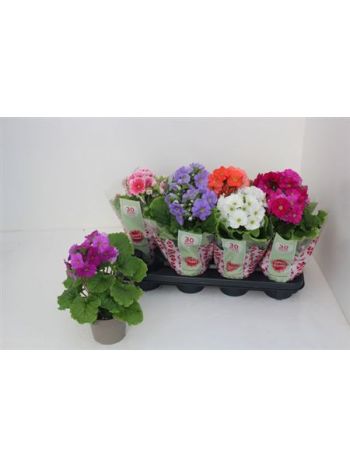 PRIM OB SWEETK A GEM