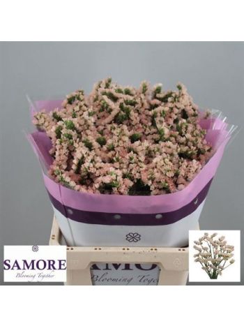 LIM S APRI SUN BIRDS 60CM