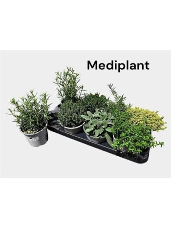 FŰSZERNÖVÉNY MIX *8