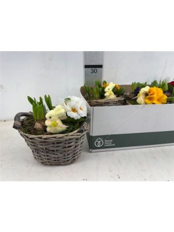 Ö. HYAC PRIM KOSÁR