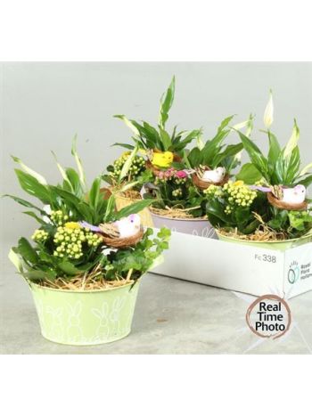 Ö. CHAM HED KAL SÁRGA ZINK TÁL