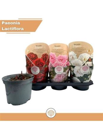 PAEONIA L GEM POTCOVER