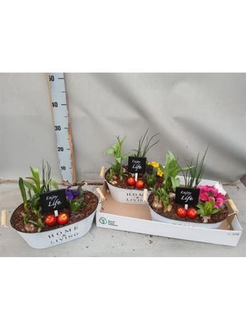 Ö. HAGYM PRIMULA OVÁL FEHÉR ZINK TÁL