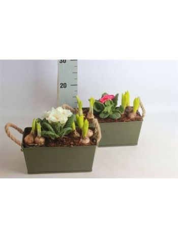 Ö. HAGYM PRIMULA SZÖGLETES ZINK TÁL