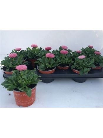 BELLIS P GR ROG ROSE