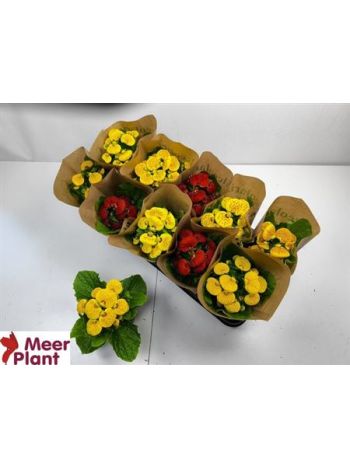 CALC X HERBEOHYBRIDA