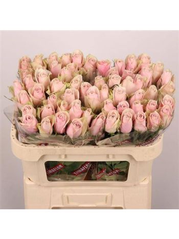 R GR PINK ATHENA 70CM