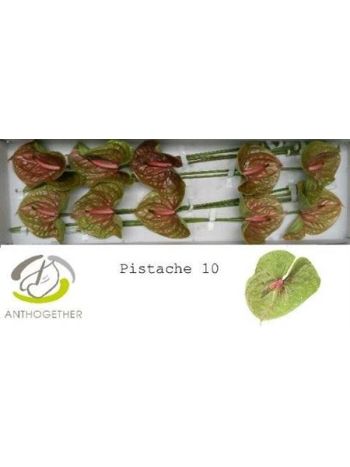 ANTH A PISTACHE