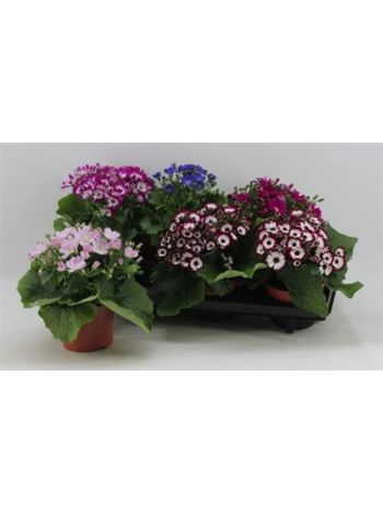 SENEC CINERARIA GEM