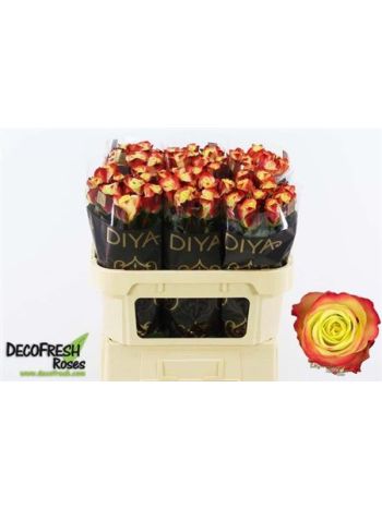 R GR EAGLE EYE+ 70CM