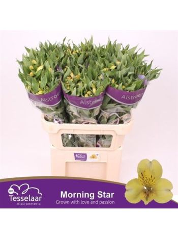ALSTR  MORNING STAR