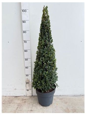 BUXUS SE PYRAMIDALIS