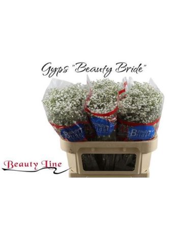 GYPS PA BEAUTY BRIDE
