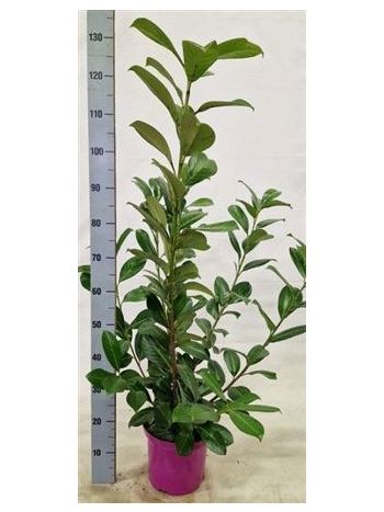 PRUN LA ROTUNDIFOLIA