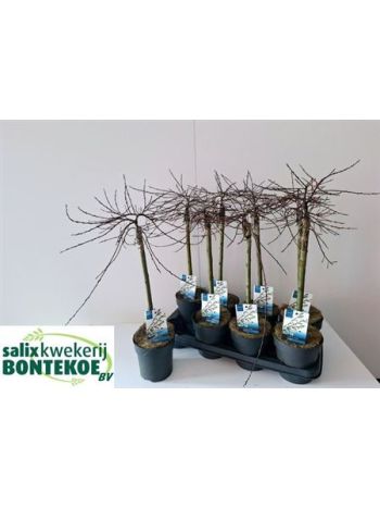 SALIX REP IONA AKCIO