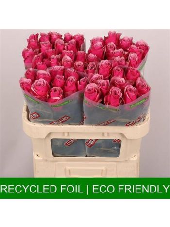 R GR MAJESTIC ATHENA 70CM