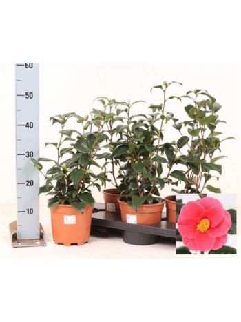 CAME JAPONICA AKCIO