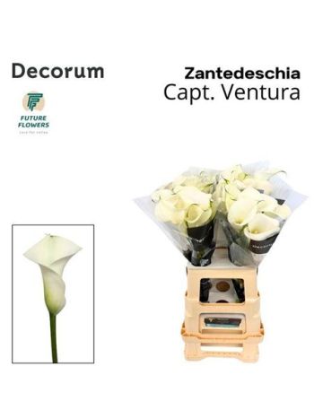 ZANT CAPT VENTURA 65CM